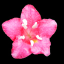 Weigela florida 'Newport Red'