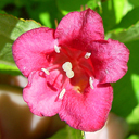 Weigela florida 'Rubidor'