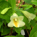 Weigela maximowiczii