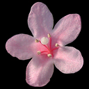 Weigela sp. aff floribunda HC 970509