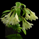 Weigela subsessilis 'Canary'