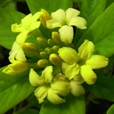 Wikstroemia gemmata