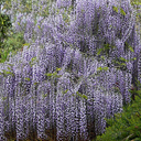 Wisteria floribunda Wisteria floribunda