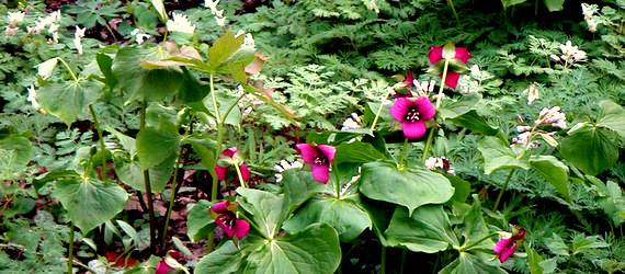 Woodland Wildflowers