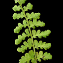 Woodsia obtusa