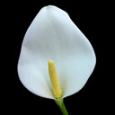 Zantedeschia aethiopica �Croburgh Form�
