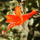 Zauschneria cana ssp. latifolia Ratko 95-509