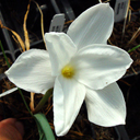 Zephyranthes drummondii