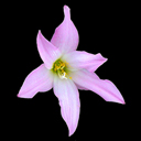 Zephyranthes grandiflora