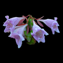 Abelia �Edward Goucher�