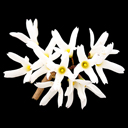 Abeliophyllum distichum