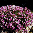 Acantholimon armanum ssp armanum 03