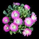 Aloninopsis spathulata