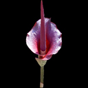 Amorphophalus rivieri 'Kojac' (medium)