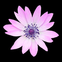 Anemone hortensis