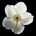 Anemone sylvestris 'Madonna'