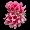 Anthyllis montana rubra