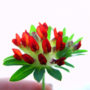 Anthyllis vulneraria coccinea 'Red Carpet'