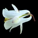 Aquilegia laramiensis
