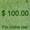 $100.00 On Line Gift Certificate