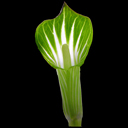 Arisaema amurensis Drakes Form*