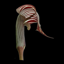 Arisaema fargesii* (small)