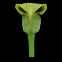 Arisaema flavum*