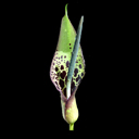 Arum dioscoridis v. smithii