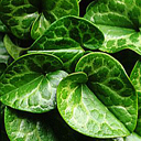 Asarum aff. shuttleworthii?