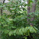Asimina triloba