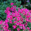 Aster novae-angliae alma potschke