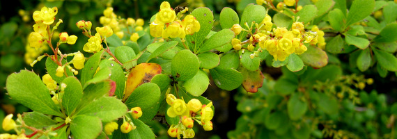 Berberis