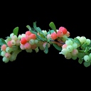 Berberis wilsonii