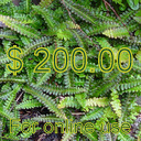 $200.00 On Line Gift Certificate
