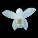 Bletilla striata alba