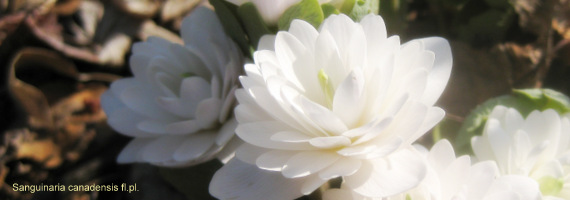 Garden Treasures