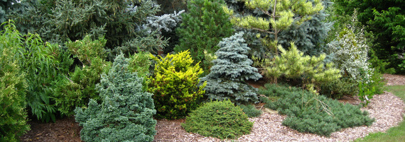 Picea