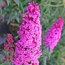 Buddleja davidii 'Pink Delight'