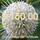 $150.00 Conventional Gift Certificate