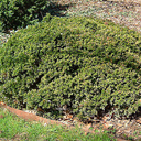 Buxus microphylla 'Morris Dwarf'