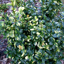 Buxus latifolia 'Aurea Variegated'