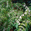 Callicarpa japonica 'Leucocarpa'