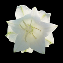 Campanula persicifolia 'Gawen'