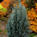 Chamaecyparis lawsoniana 'aff Van Pelts' (smaller)
