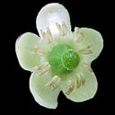 Chimaphylia maculata*
