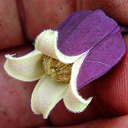 Clematis addisonii ex Hans
