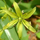 Clintonia borealis