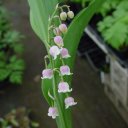 Convallaria majalis rosea