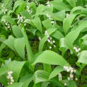 Convallaria majalis fl. pl.