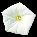 Convolvulus cneorum